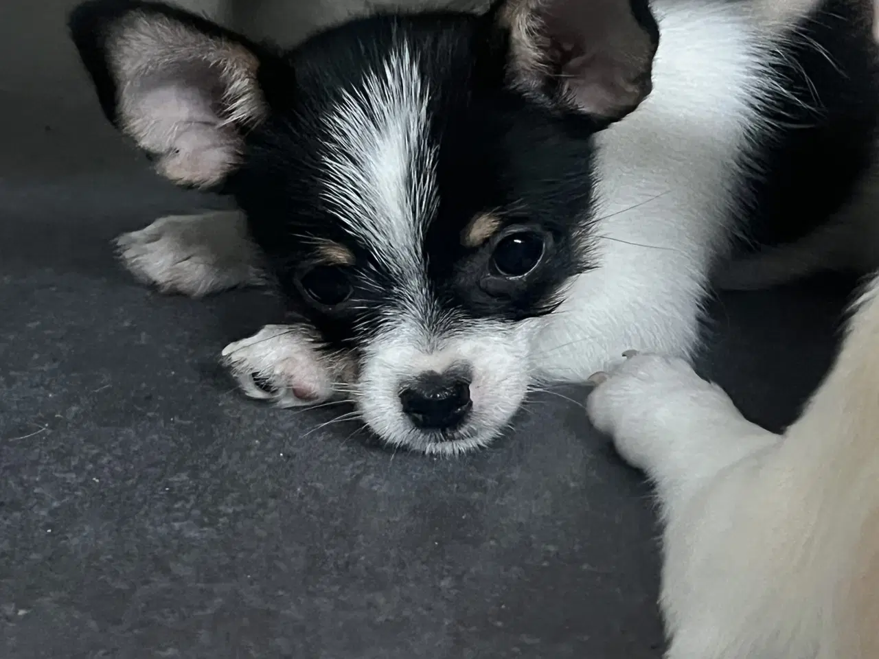 Billede 3 - Dejligste chihuahuahvalp 