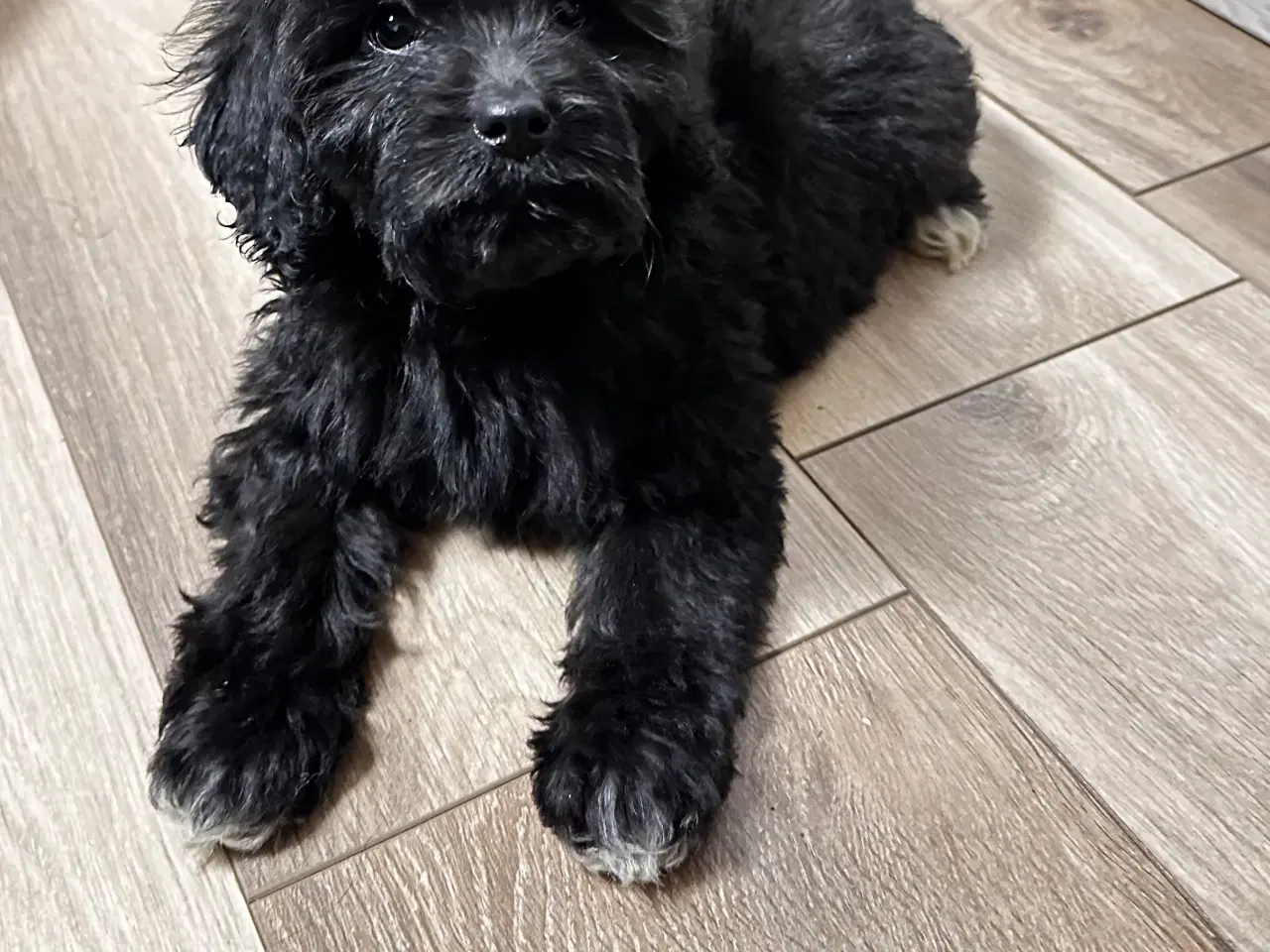 Billede 13 - Cavapoo F2B 