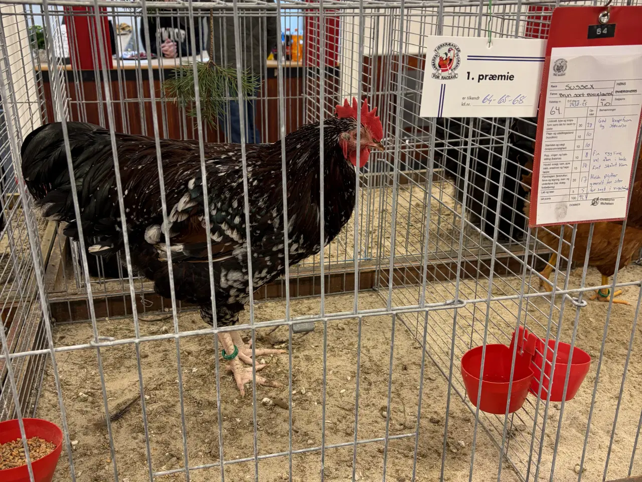 Billede 1 - 1.2  Sussex i Brun sort/porcelænsfarvet