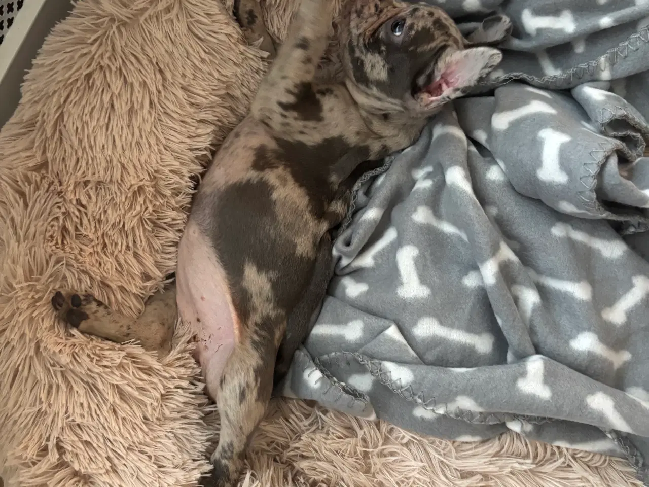 Billede 3 - Fransk bulldog hvalp 