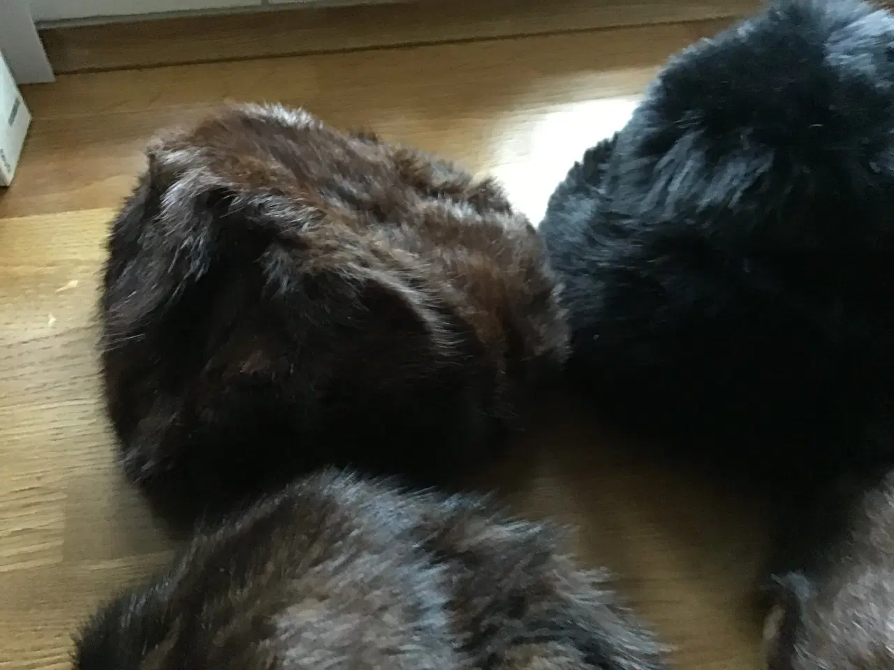 Billede 1 - Minkhuer, ÆGTE, 3 stk. tilbage, den sorte er solgt