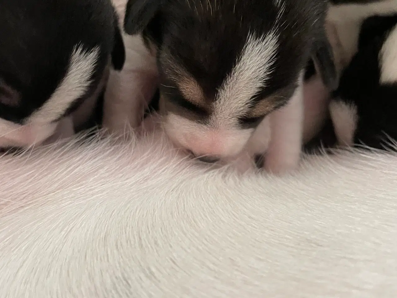 Billede 10 - Dansksvensk gårdhunde hvalpe 