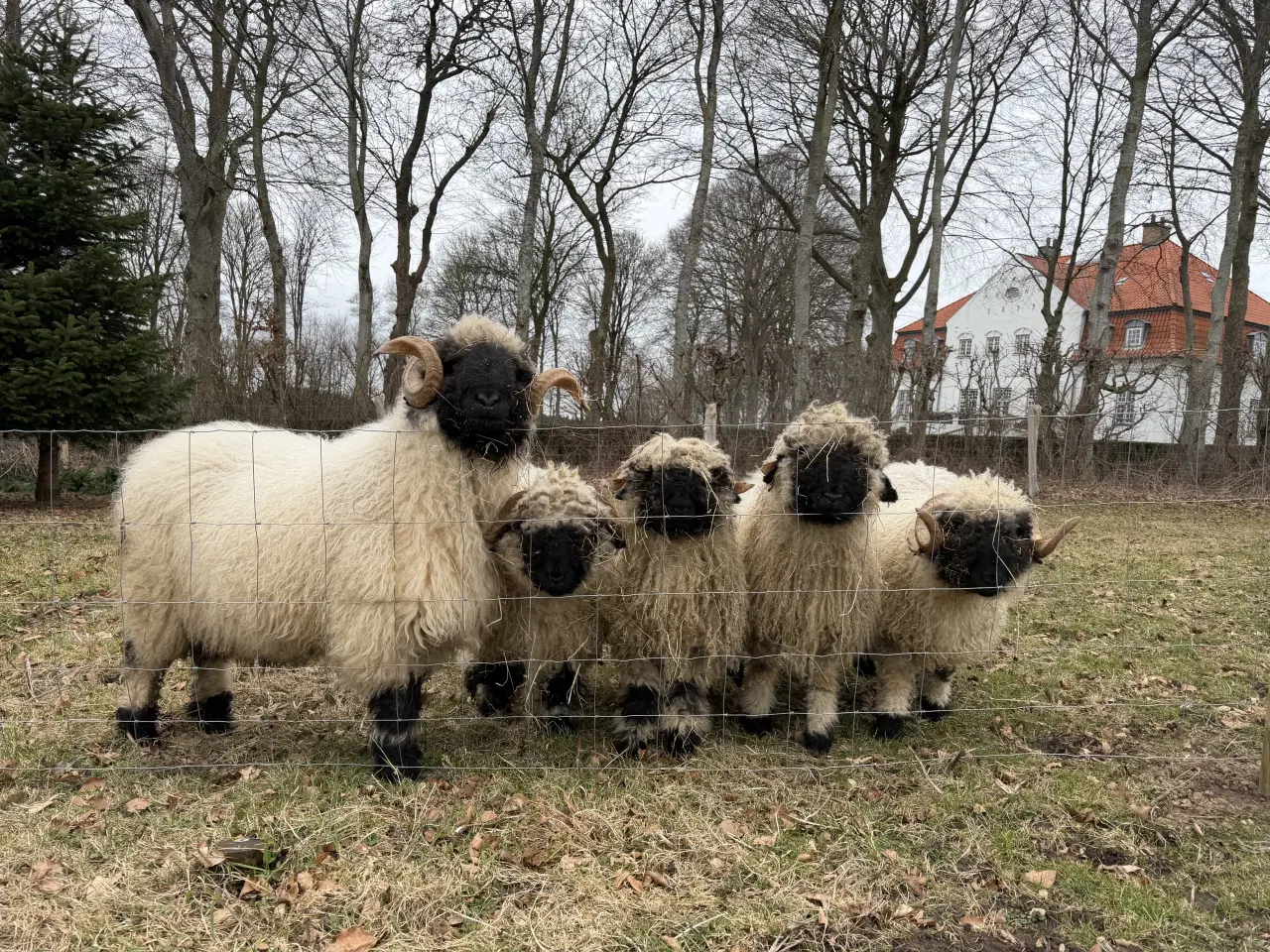 Billede 1 - Valais Blacknose væddere