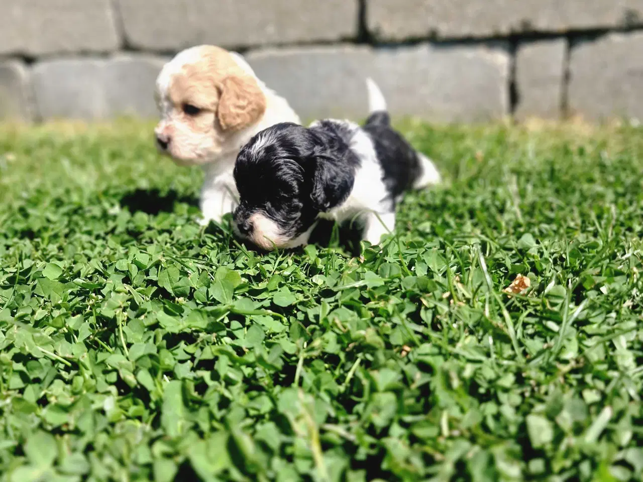 Billede 10 - Cavapoo