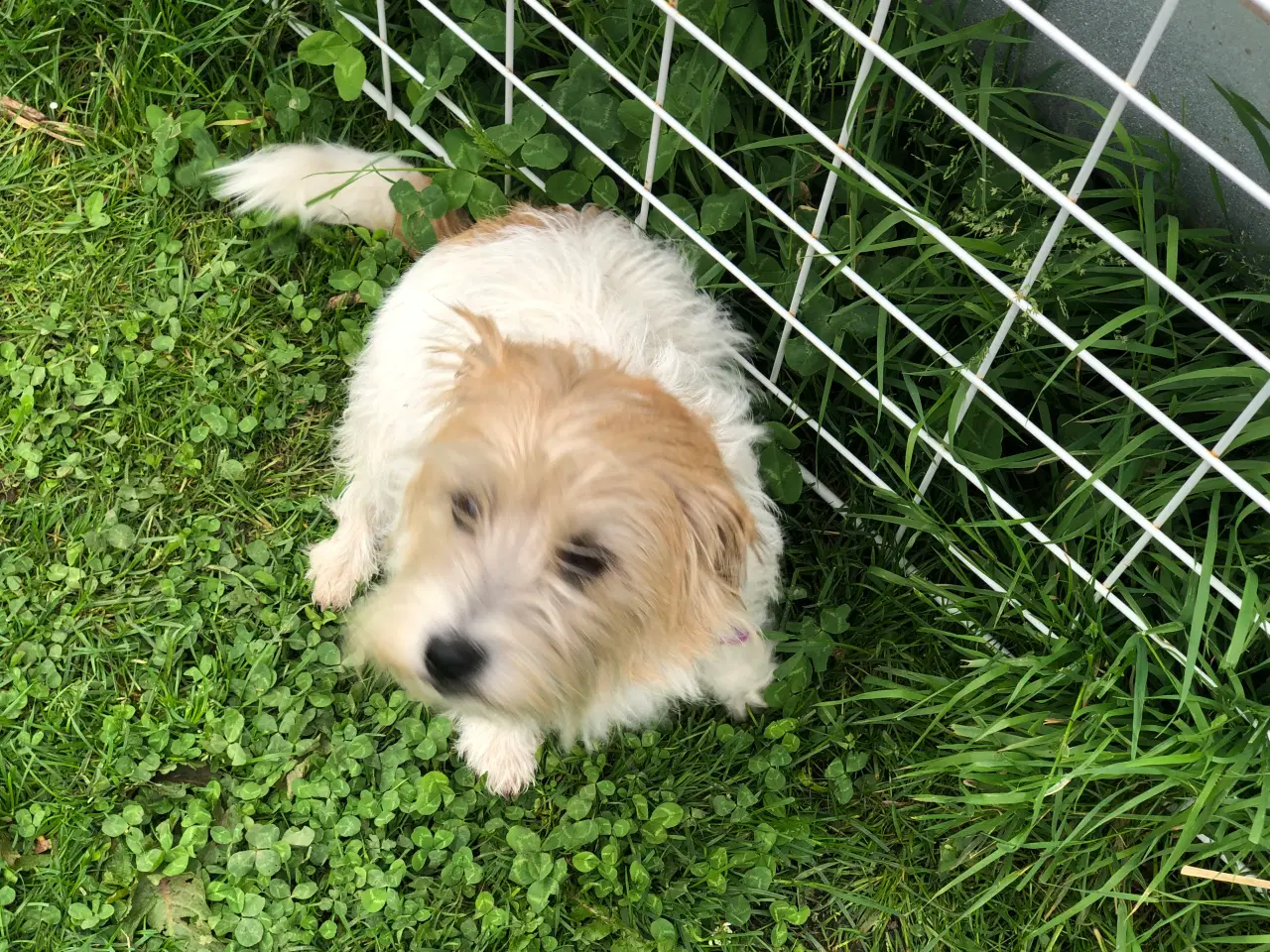 Billede 2 - Jack russel terrier
