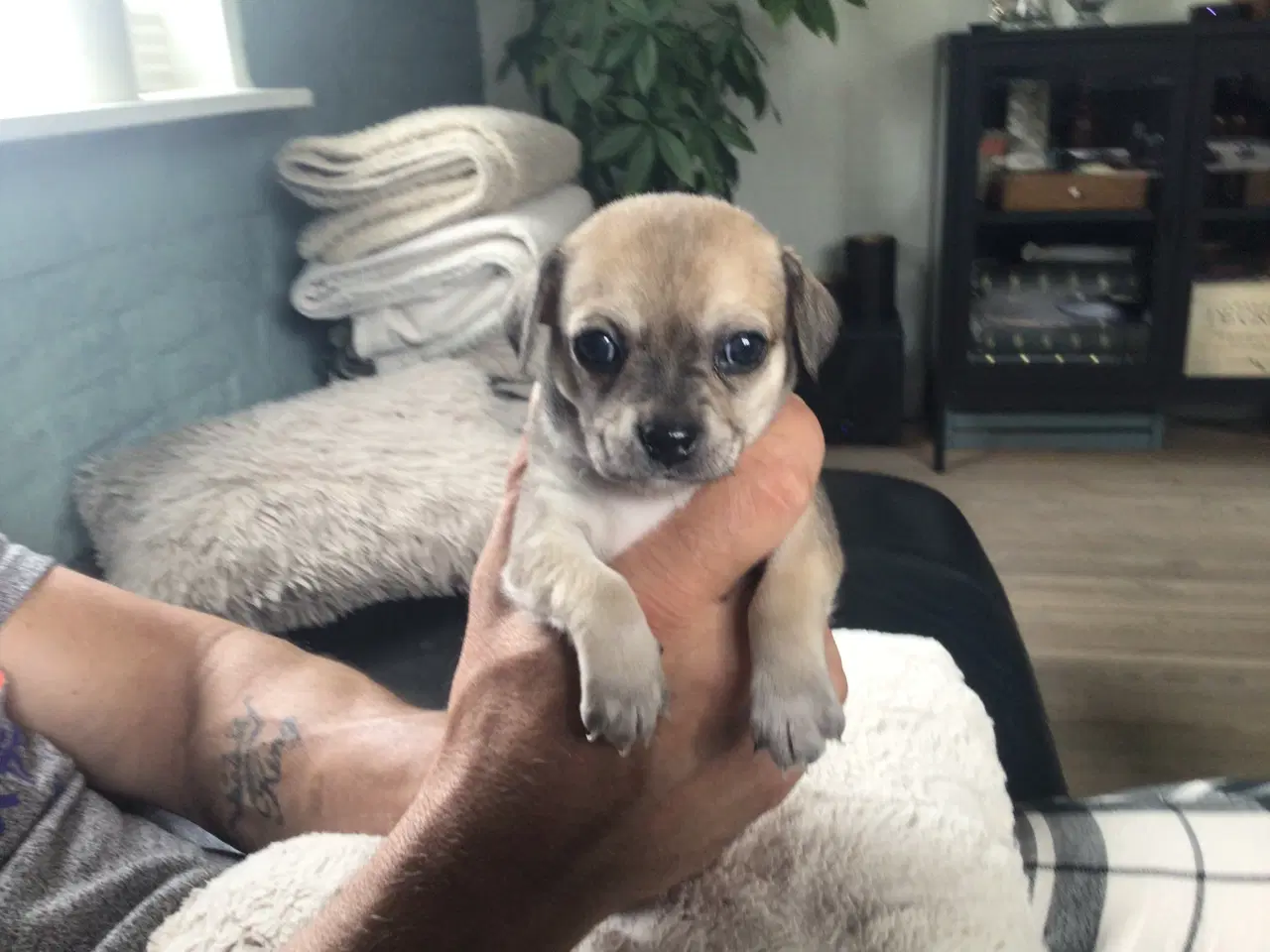 Billede 4 - Chihuahua hvalpe til salg