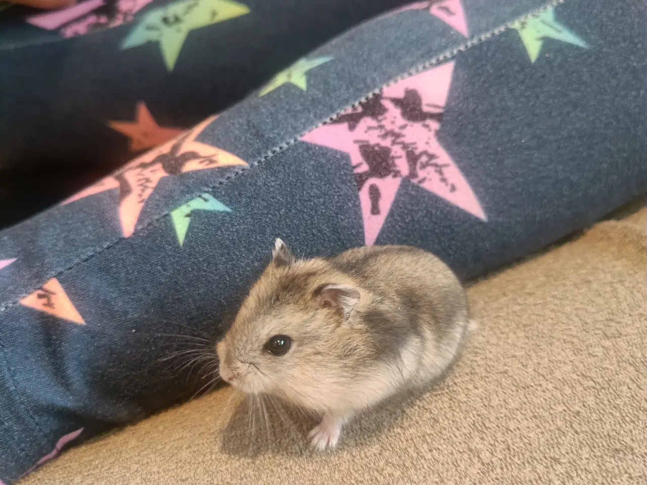 Billede 3 - Hamster, Campbell dværghamster. 5 uger
