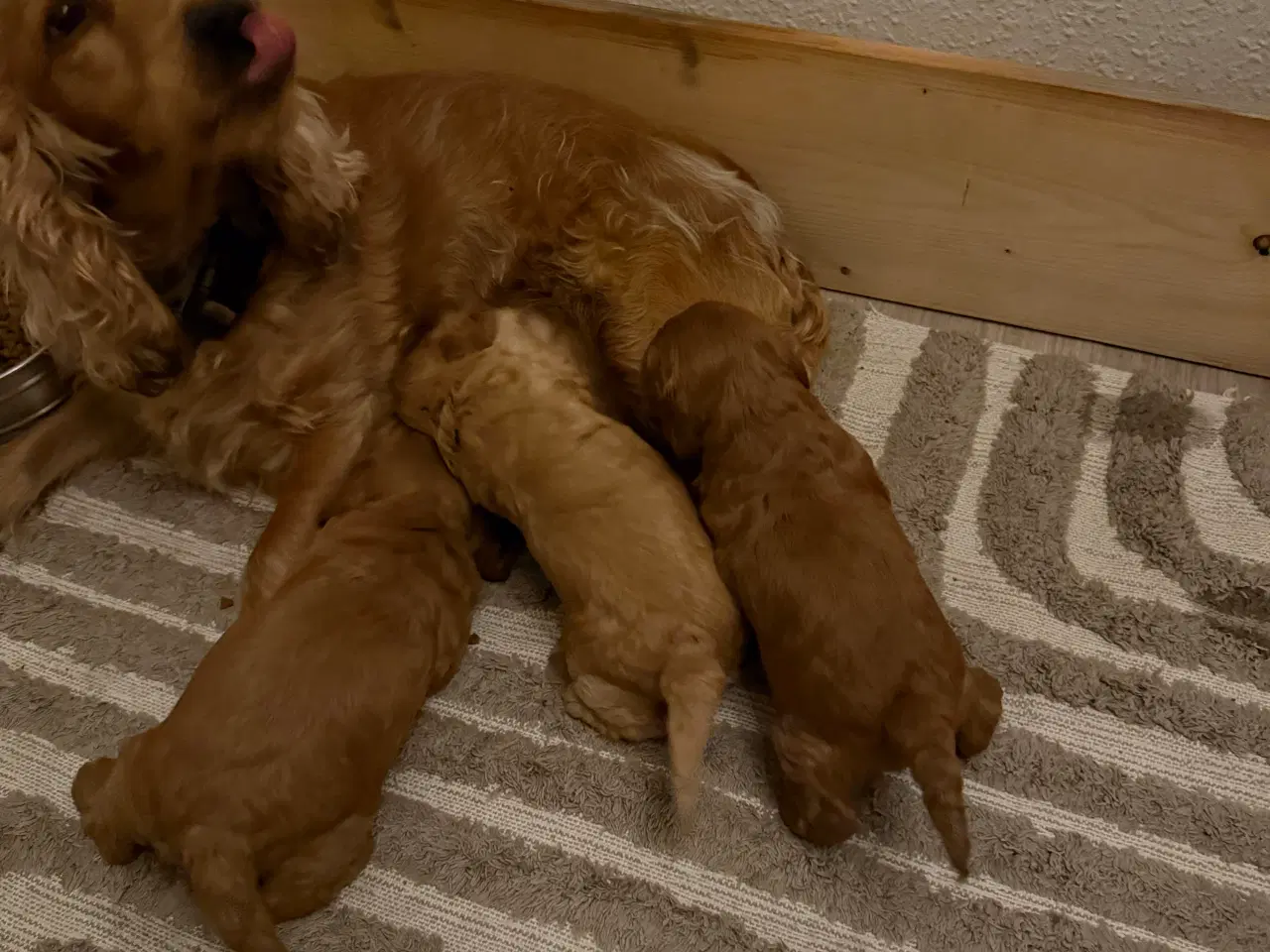 Billede 5 - Cockapoo hvalpe 8 uger 