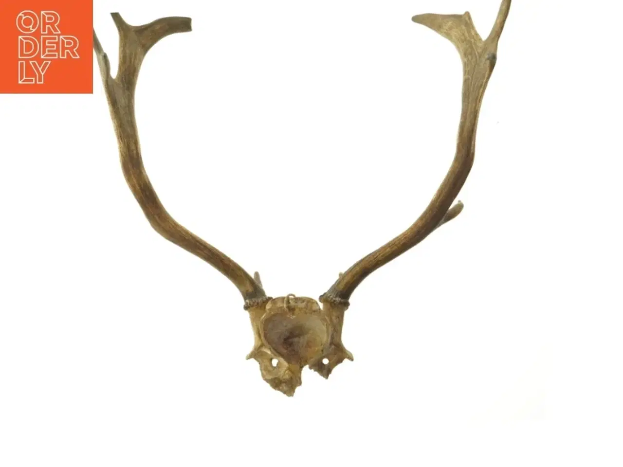 Billede 2 - Hjortegevir (str. 50 cm)