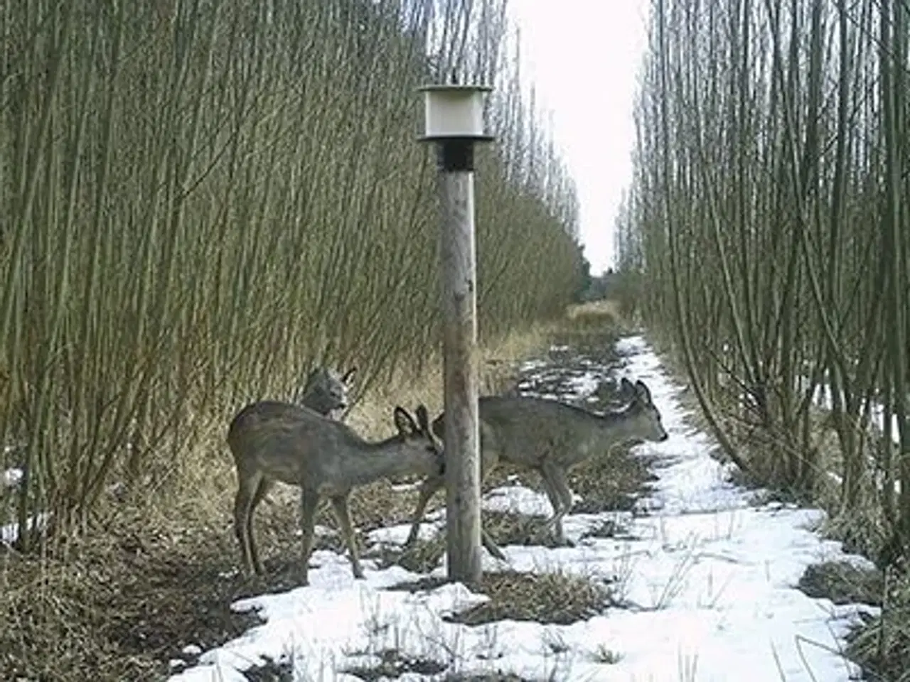 Billede 2 - Slikstensholder, til 10 kg sten.