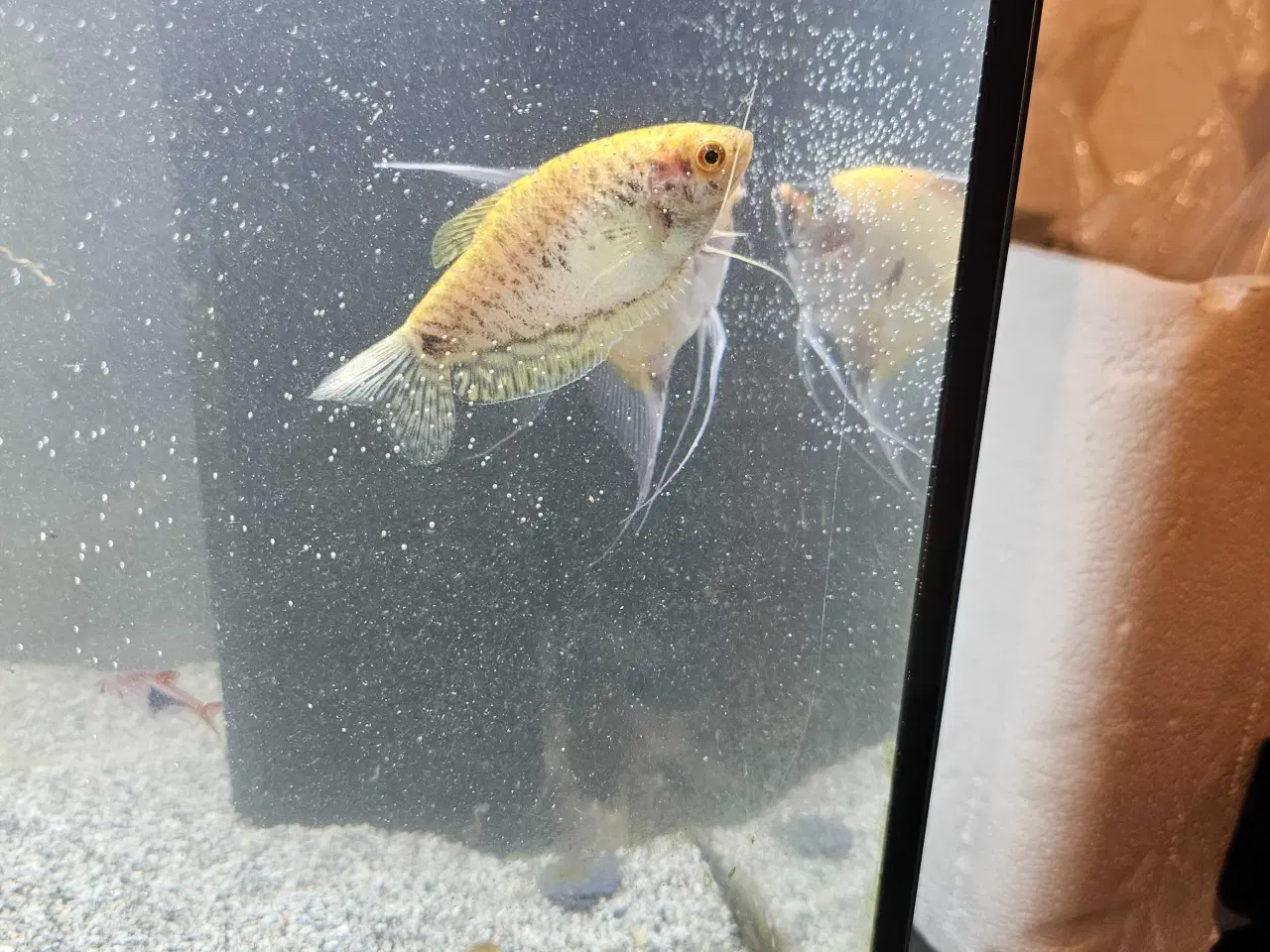 Billede 2 - Div. selskabsfisk søger ny balje