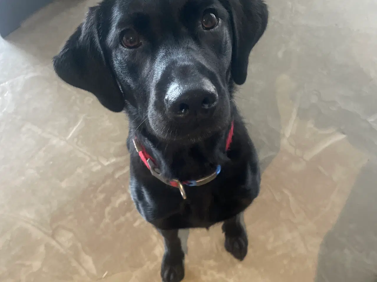 Billede 4 - Tidligere servicehunde-aspirant søger nyt hjem