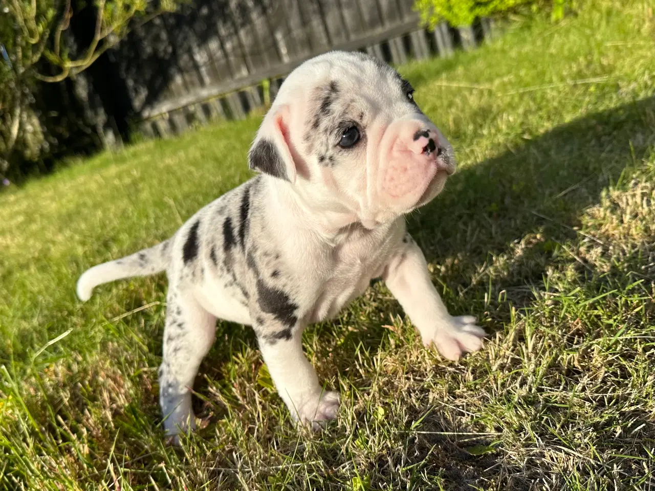 Billede 19 - Old English bulldog hvalpe