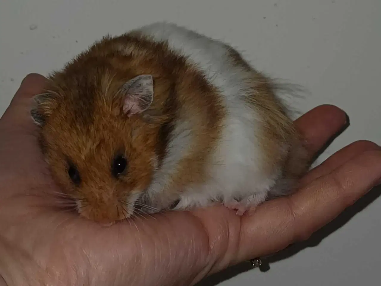 Billede 4 - Guldhamster unger 