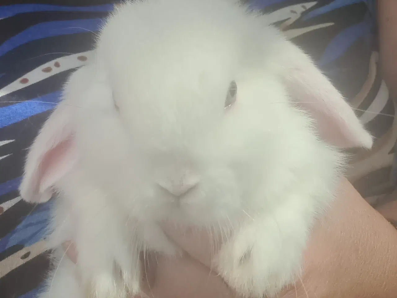 Billede 7 - Mini Lop, kanin unger 