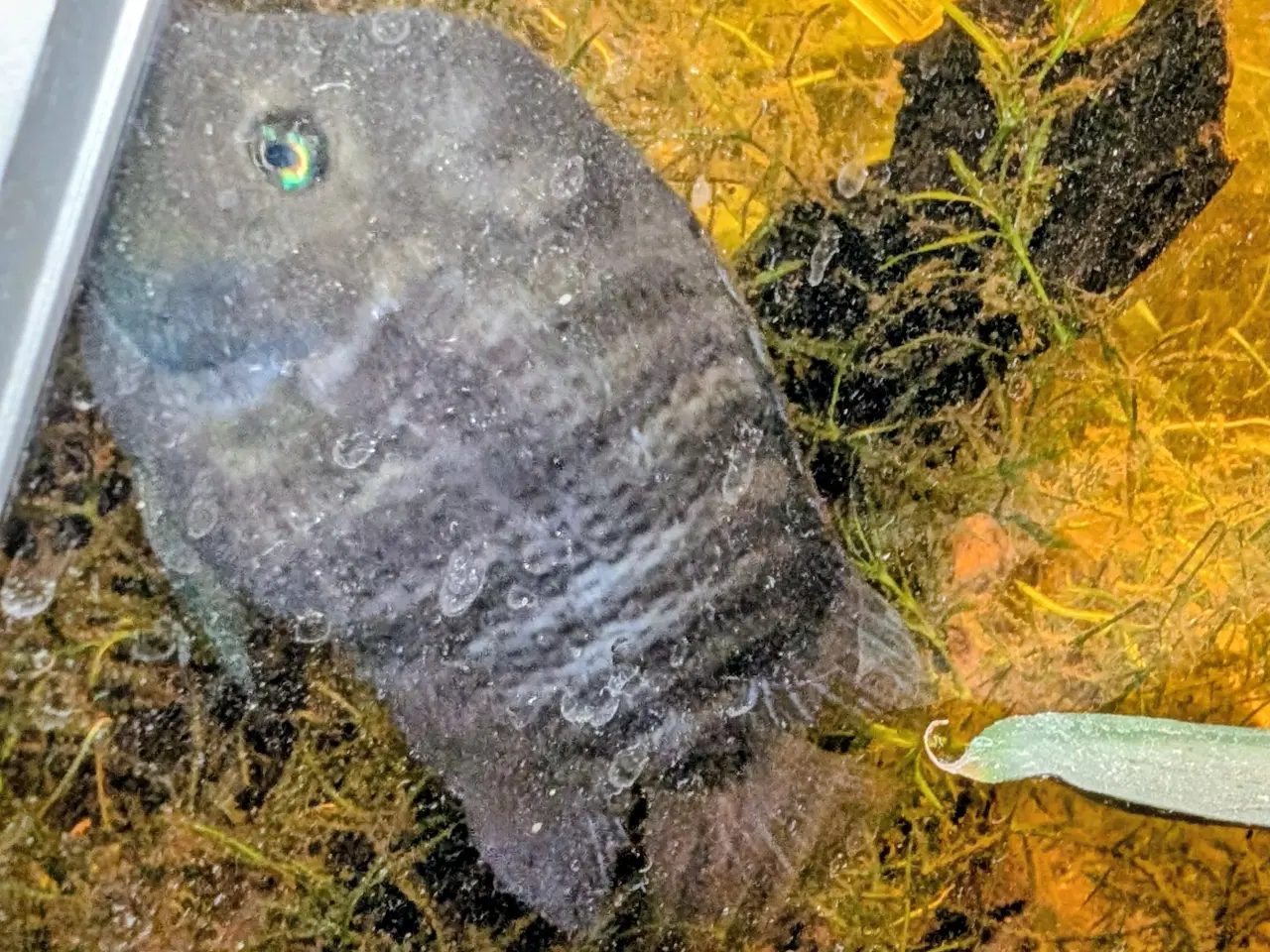 Billede 2 - Blå øjet cichlide yngel 