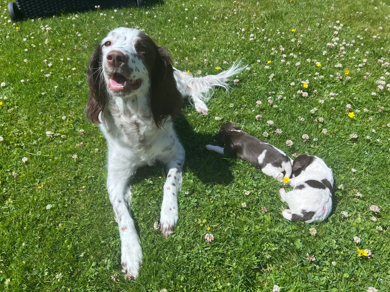 Billede 1 - Springer spaniel/kleiner hvalpe