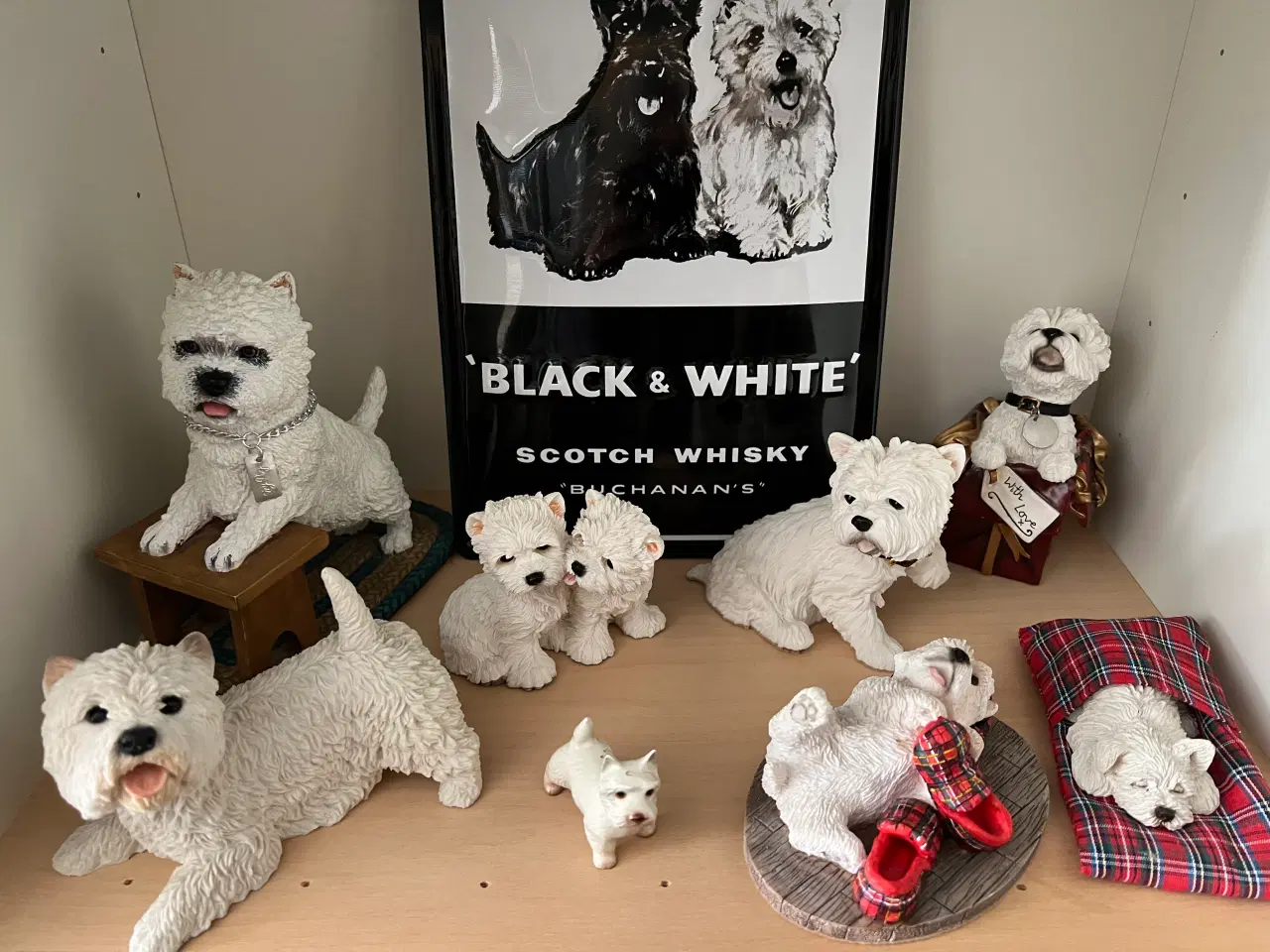 Billede 2 - West highland white terrie div.