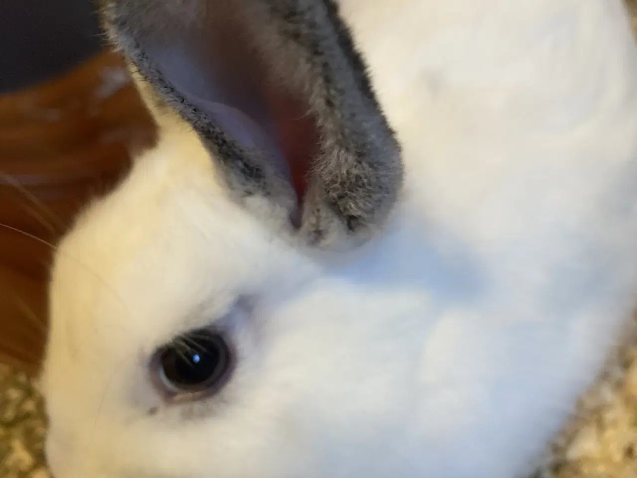 Billede 2 - Nutsi søger nye græsgange