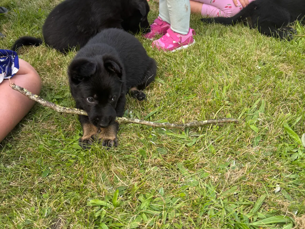 Billede 4 - Schæferhundehvalpe 8 uger den 31-8-25