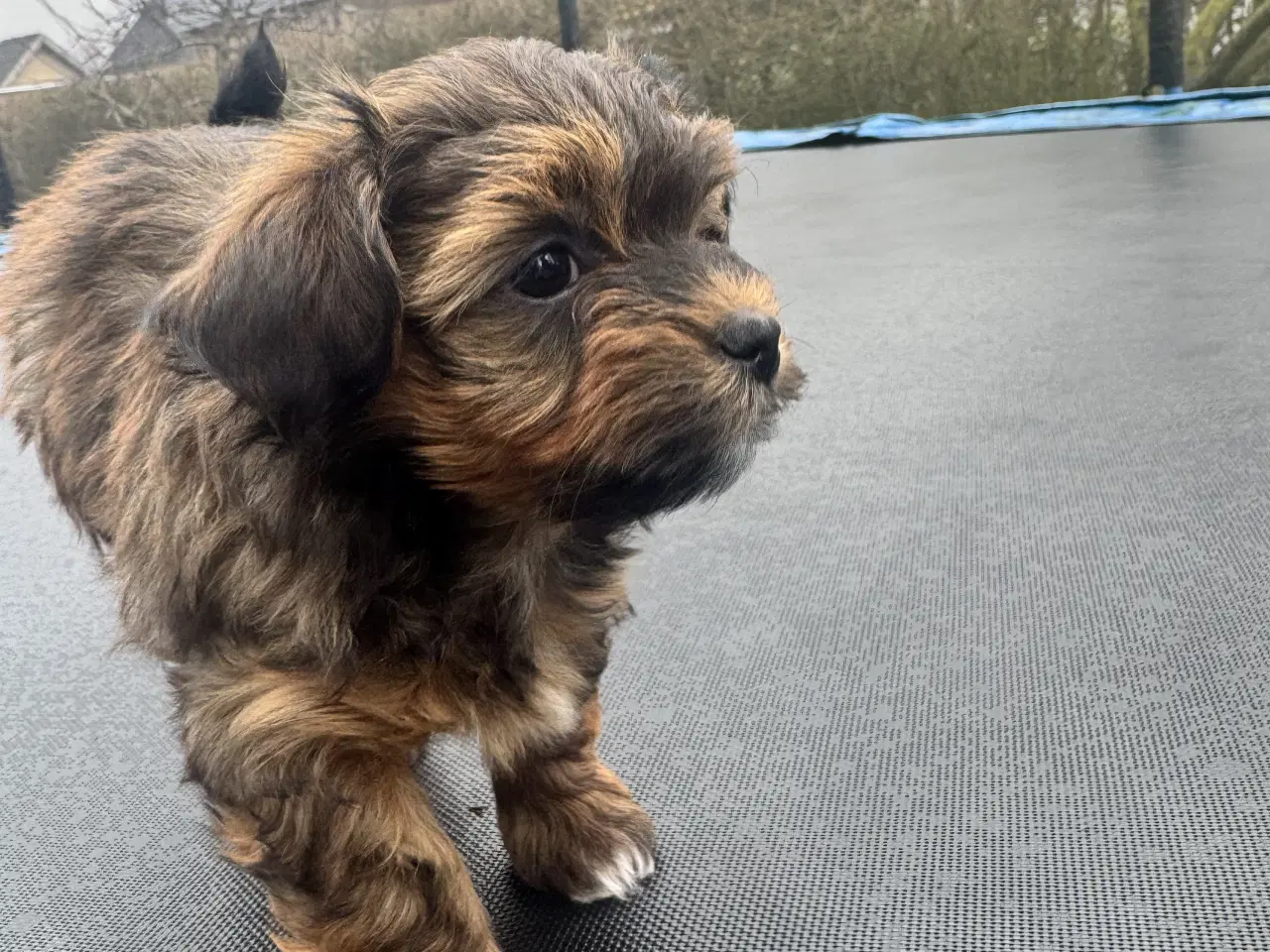 Billede 5 - Bichon havanaiser hvalpe med stamtavle 