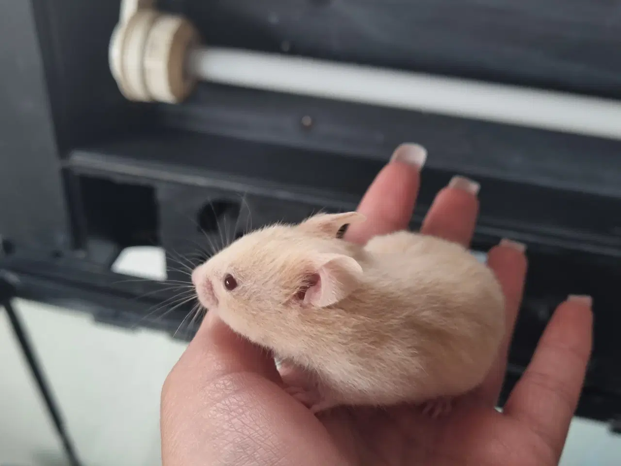 Billede 3 - Guldhamster unger sælges 