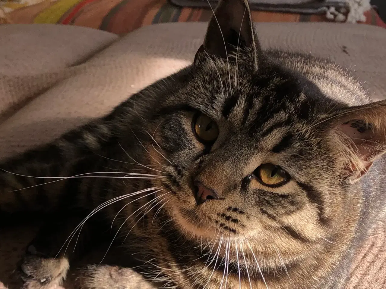 Billede 4 - British / huskat blanding