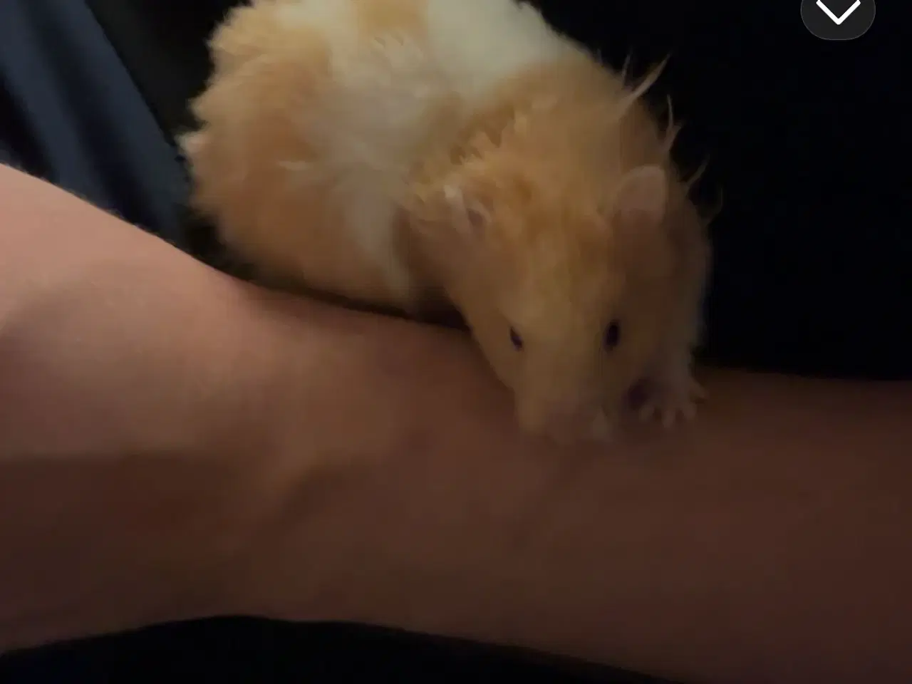 Billede 2 - Hamster sælges