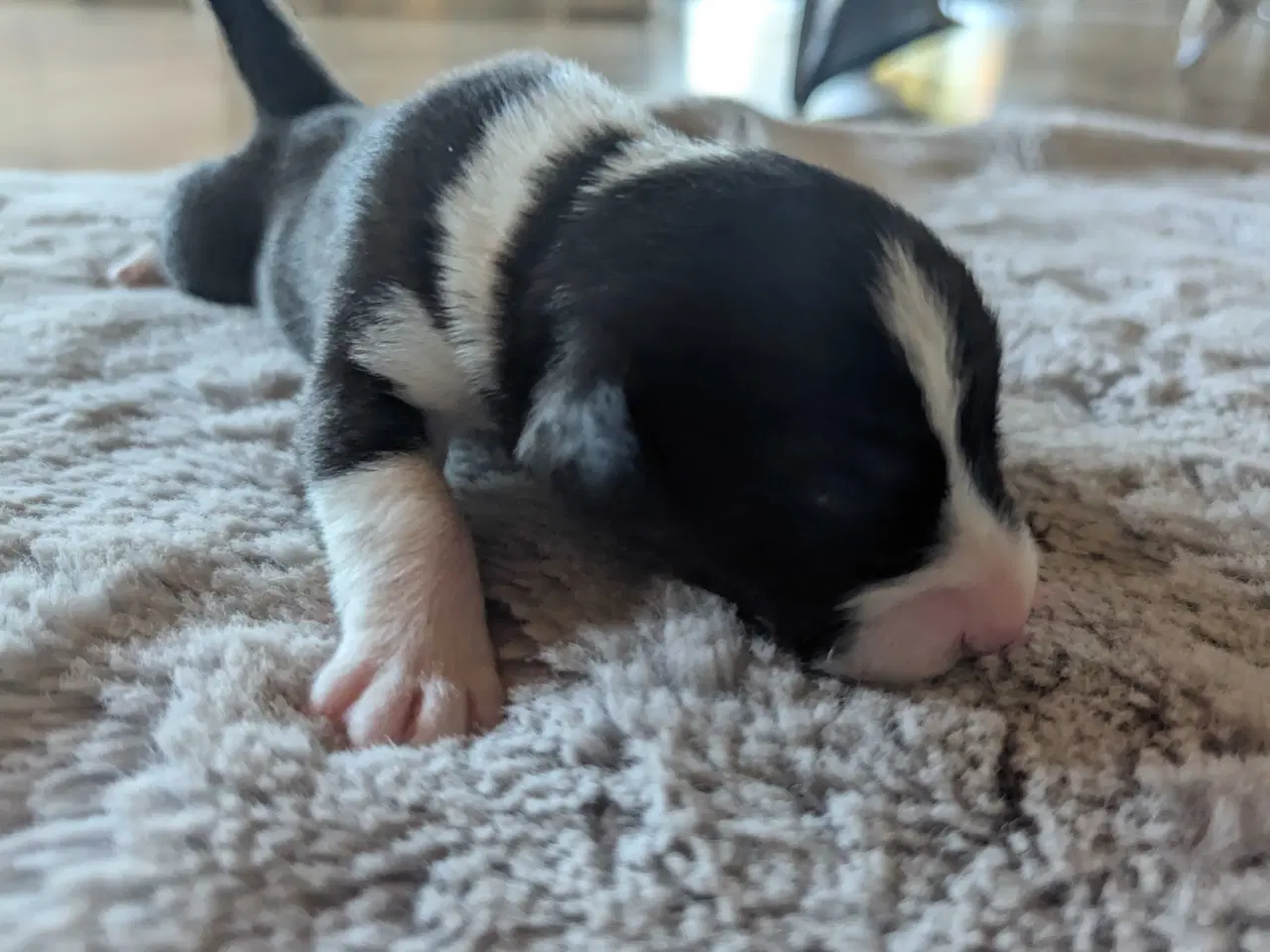 Billede 2 - Blandingshvalpe corgi mix