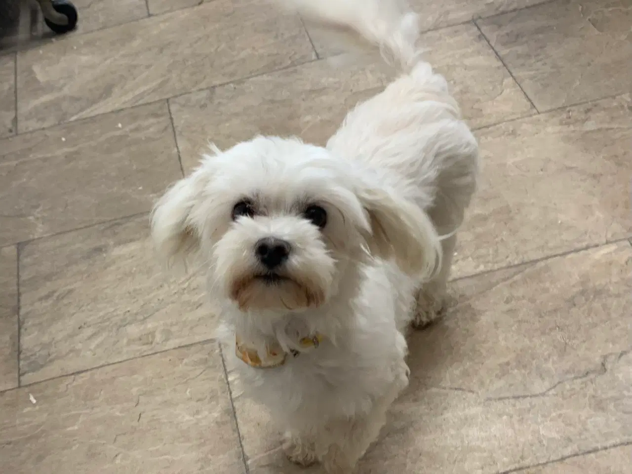 Billede 15 - Ægte mini malteser babyer