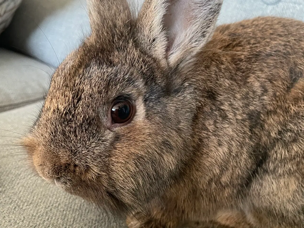 Billede 2 - Kaniner sælges