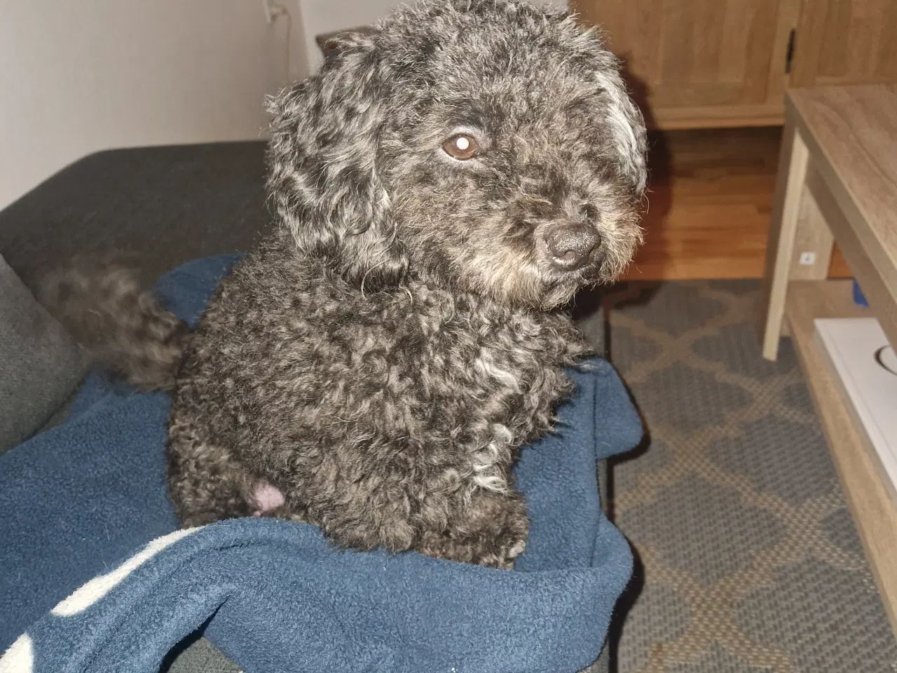 Billede 10 - Er solgt!