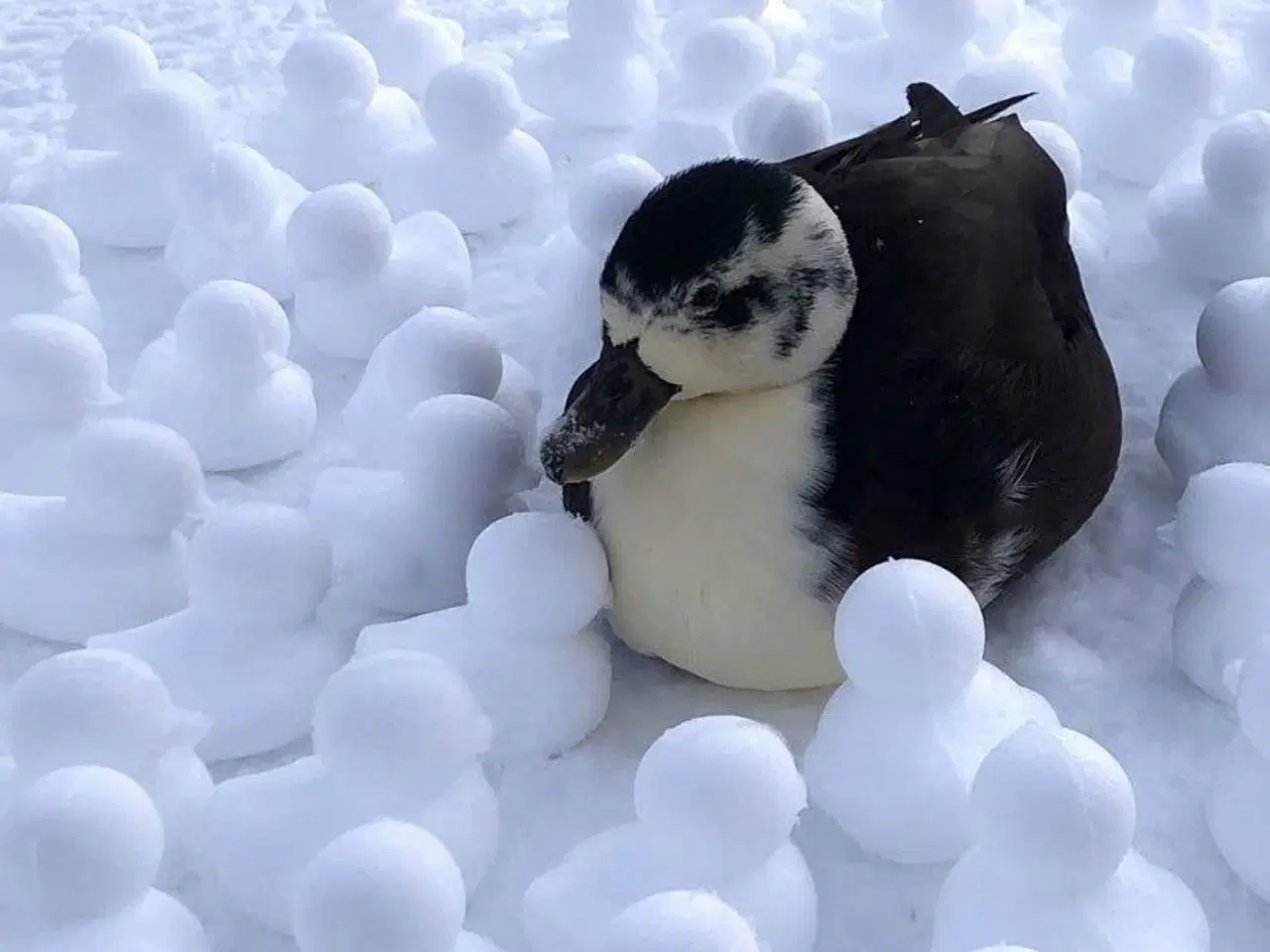 Billede 4 - Sne legetøj