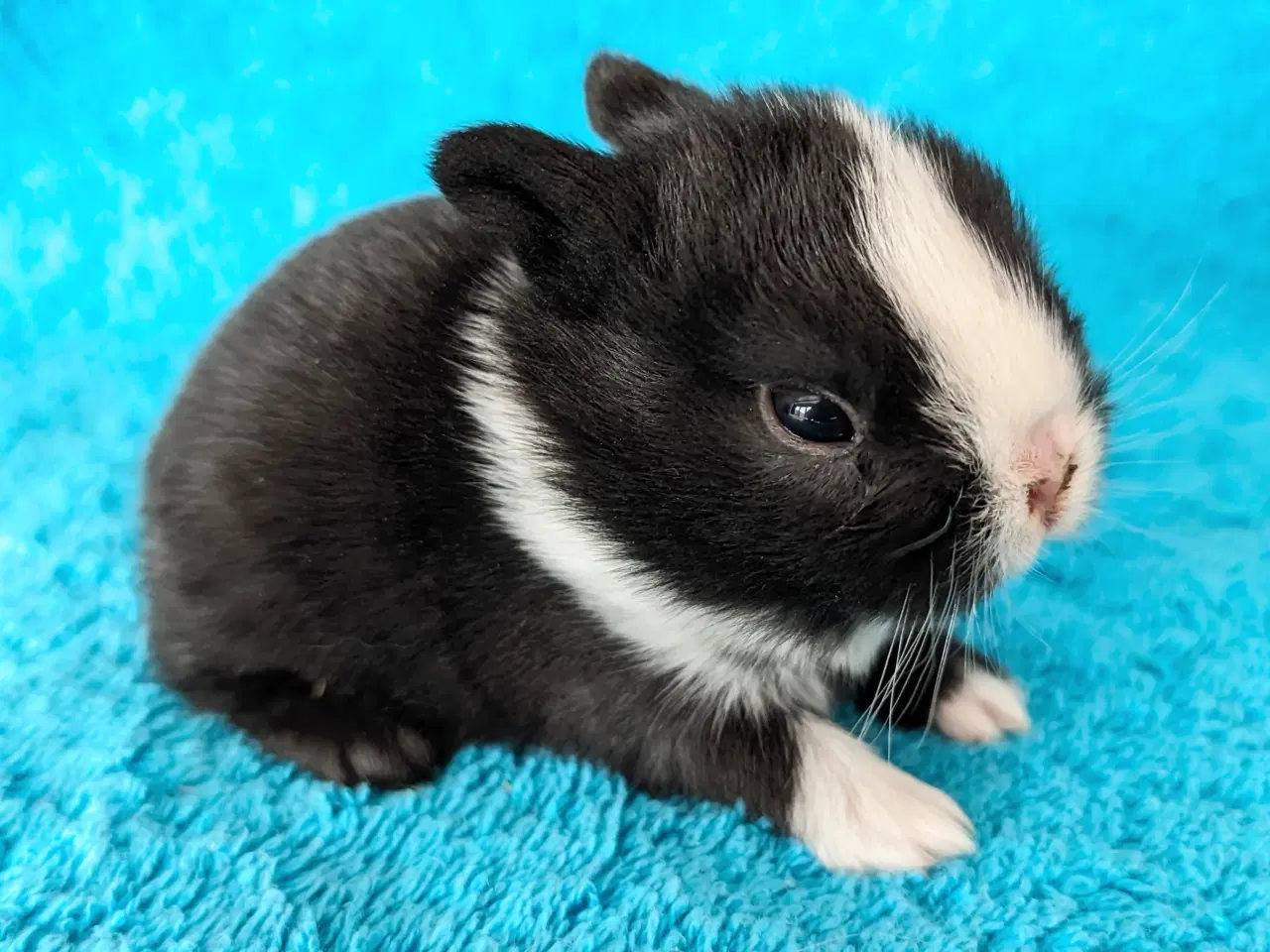 Billede 5 - Hermelin kaninunger 
