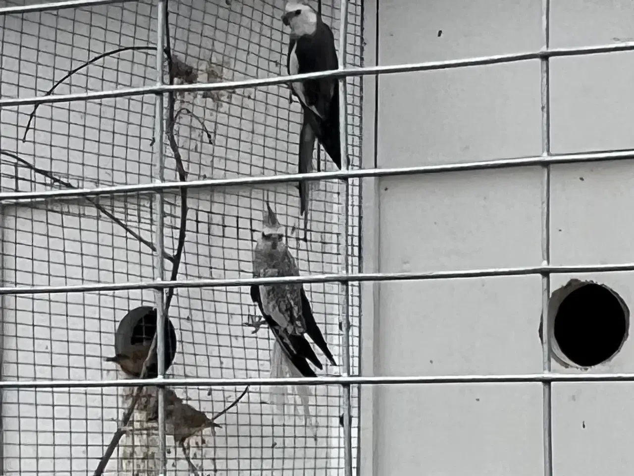 Billede 1 - Nymfeparakitter 