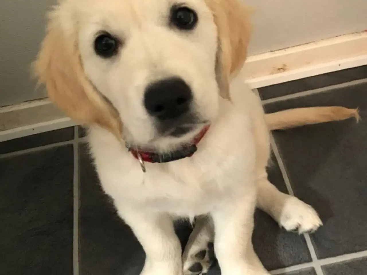 Billede 2 - Hyggelig feriehus i den fynske natur hvor der udenfor er
frit udsyn til
stjernehimlen�