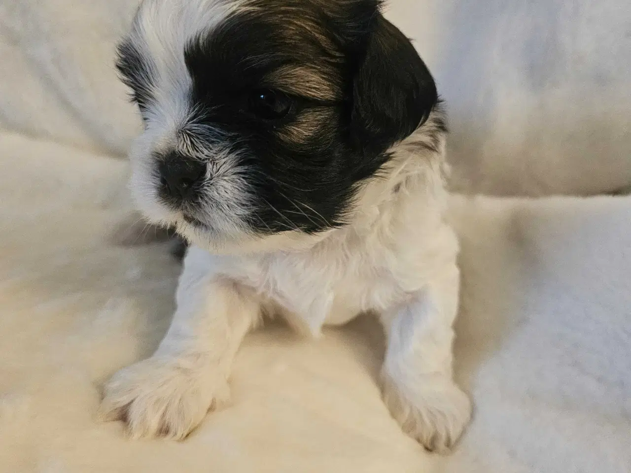 Billede 7 - 3 dejlige hvalpe tilbage🩵🩵 🩷