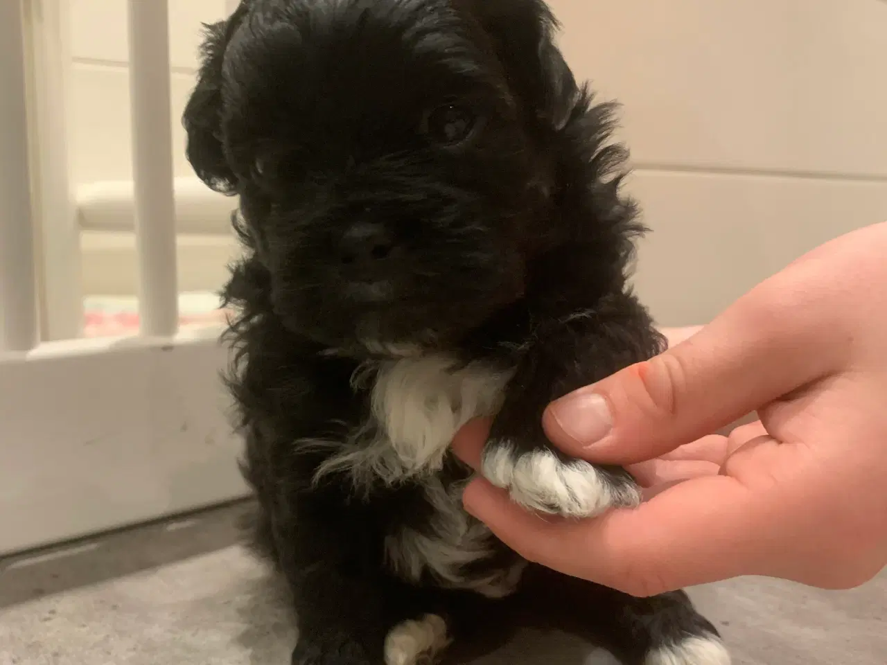 Billede 4 - Skønneste små shihpoo