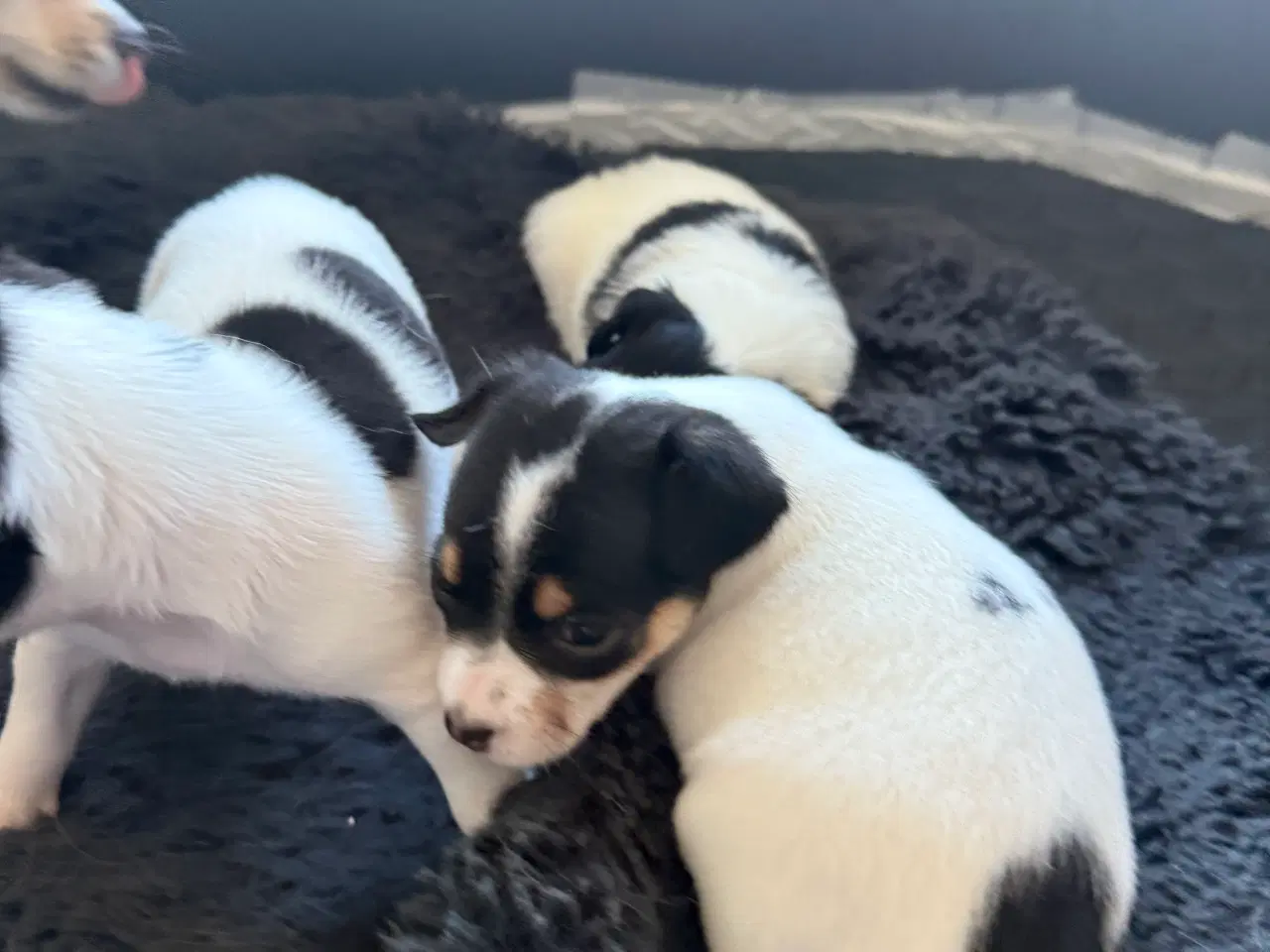 Billede 4 - Mini Pomaranin/papillon 
