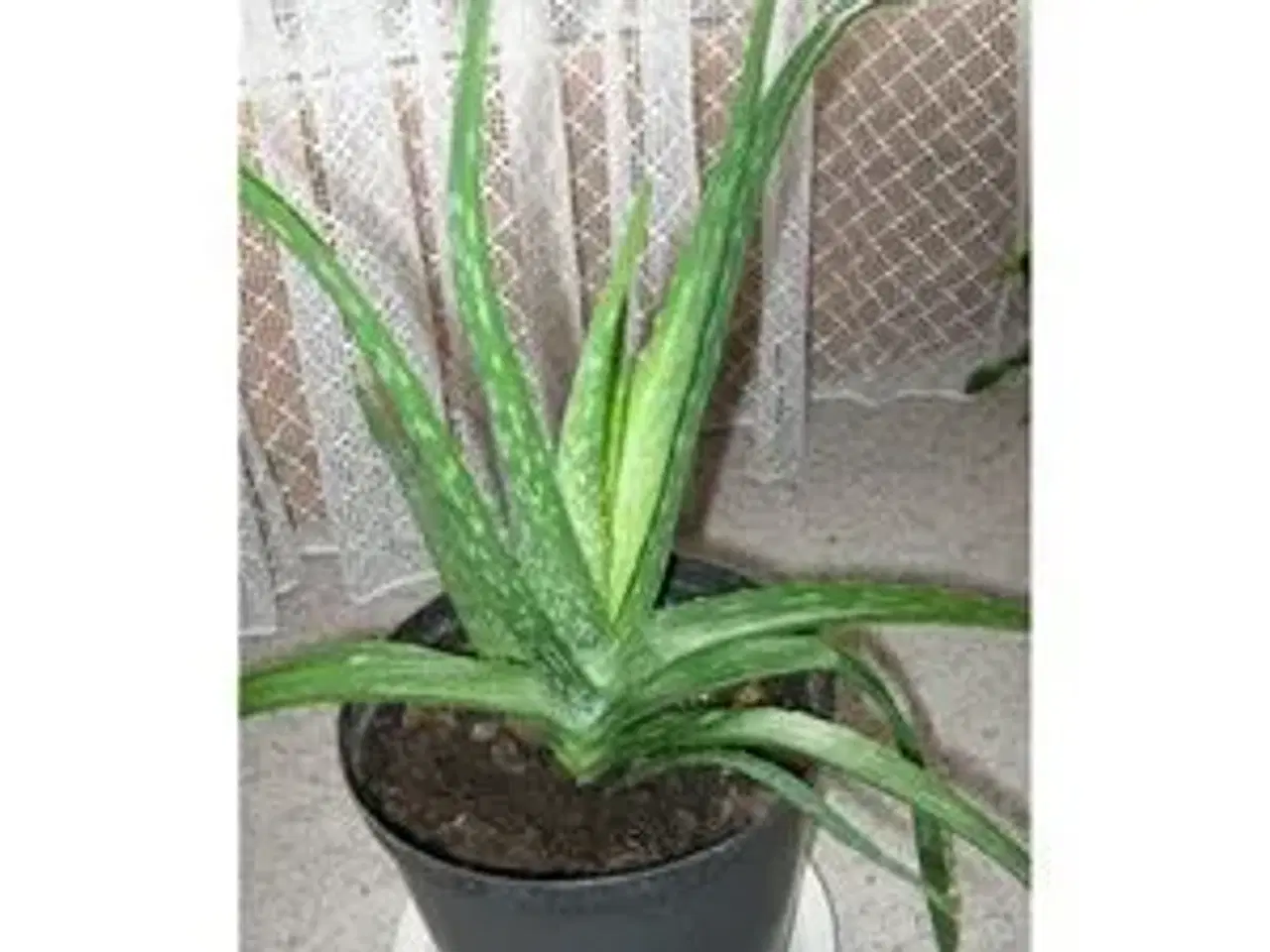 Billede 3 - Aloe Vera planter
