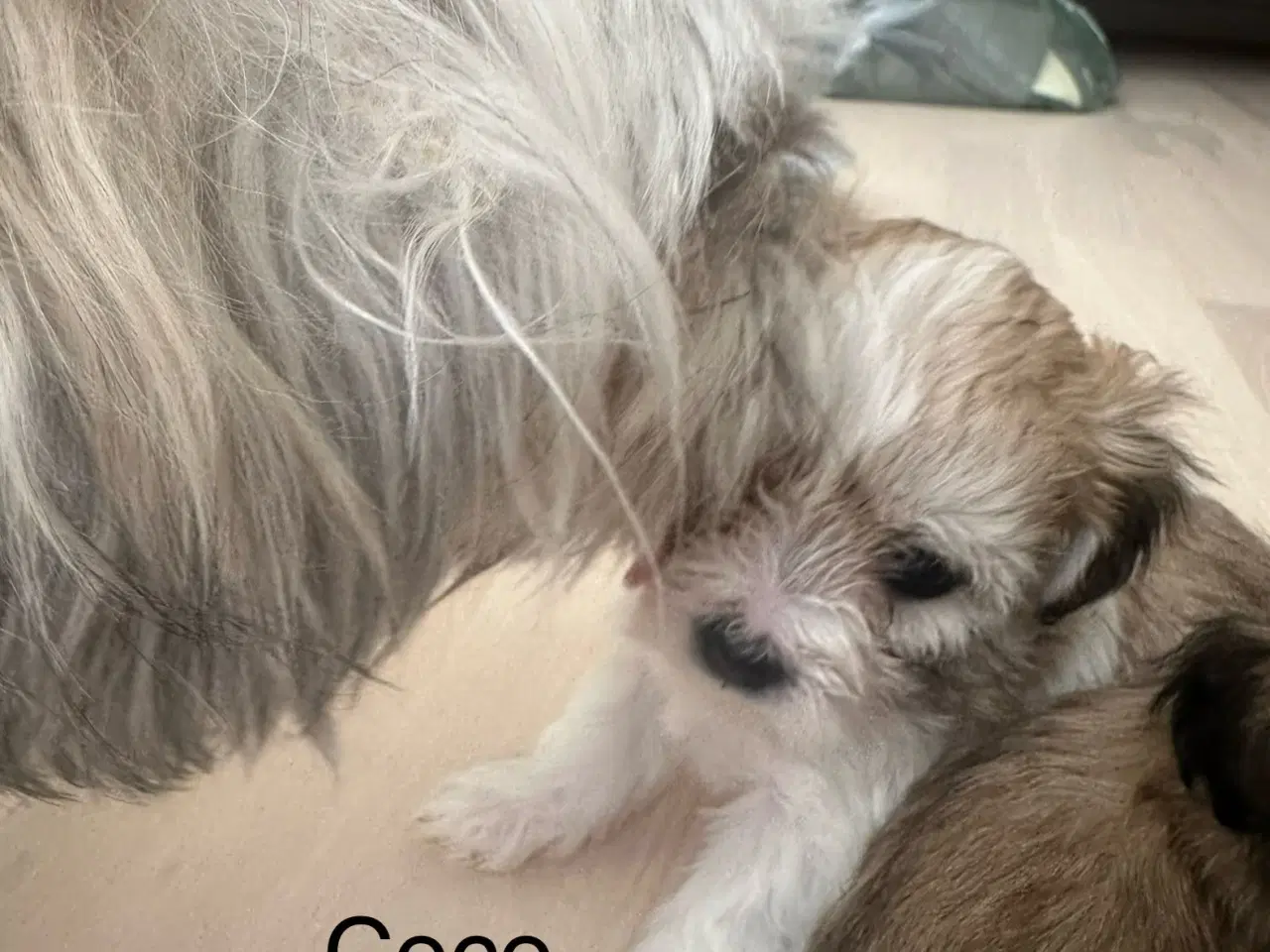 Billede 2 - Coco - Lhasa apso