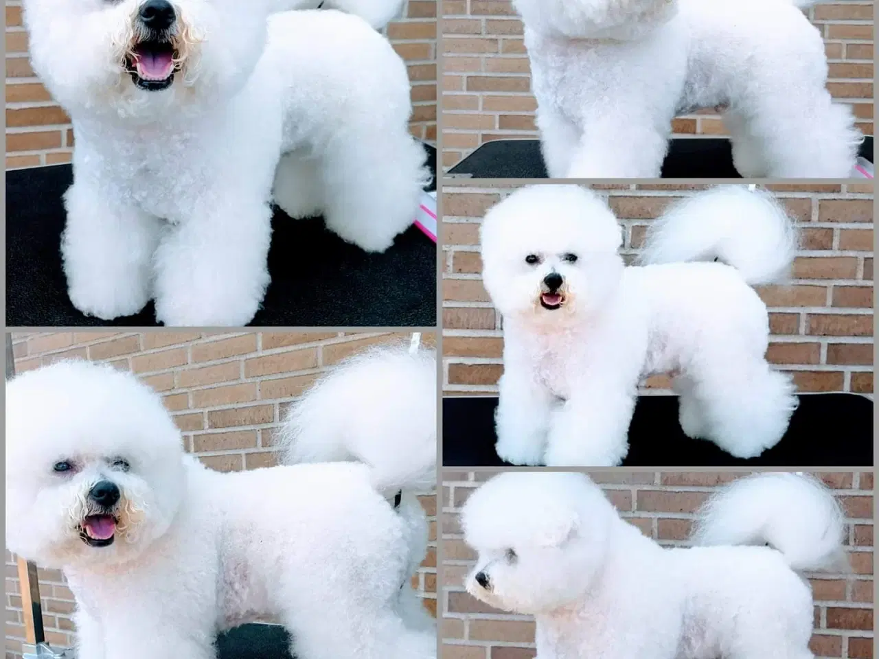 Billede 11 - Bichon Frise allergivenlige hvalpe