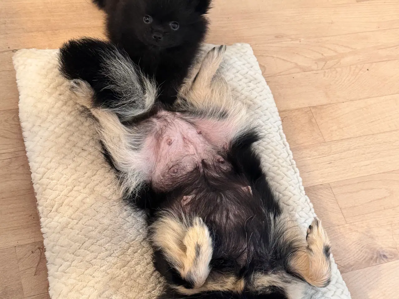 Billede 7 - Pomchi hvalp 
