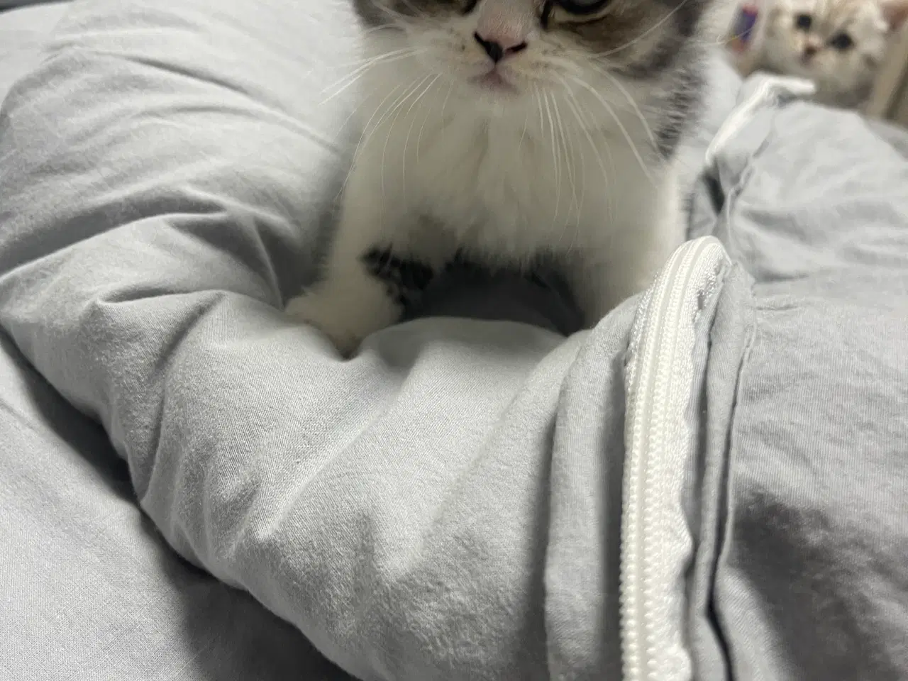 Billede 5 - british shorthair