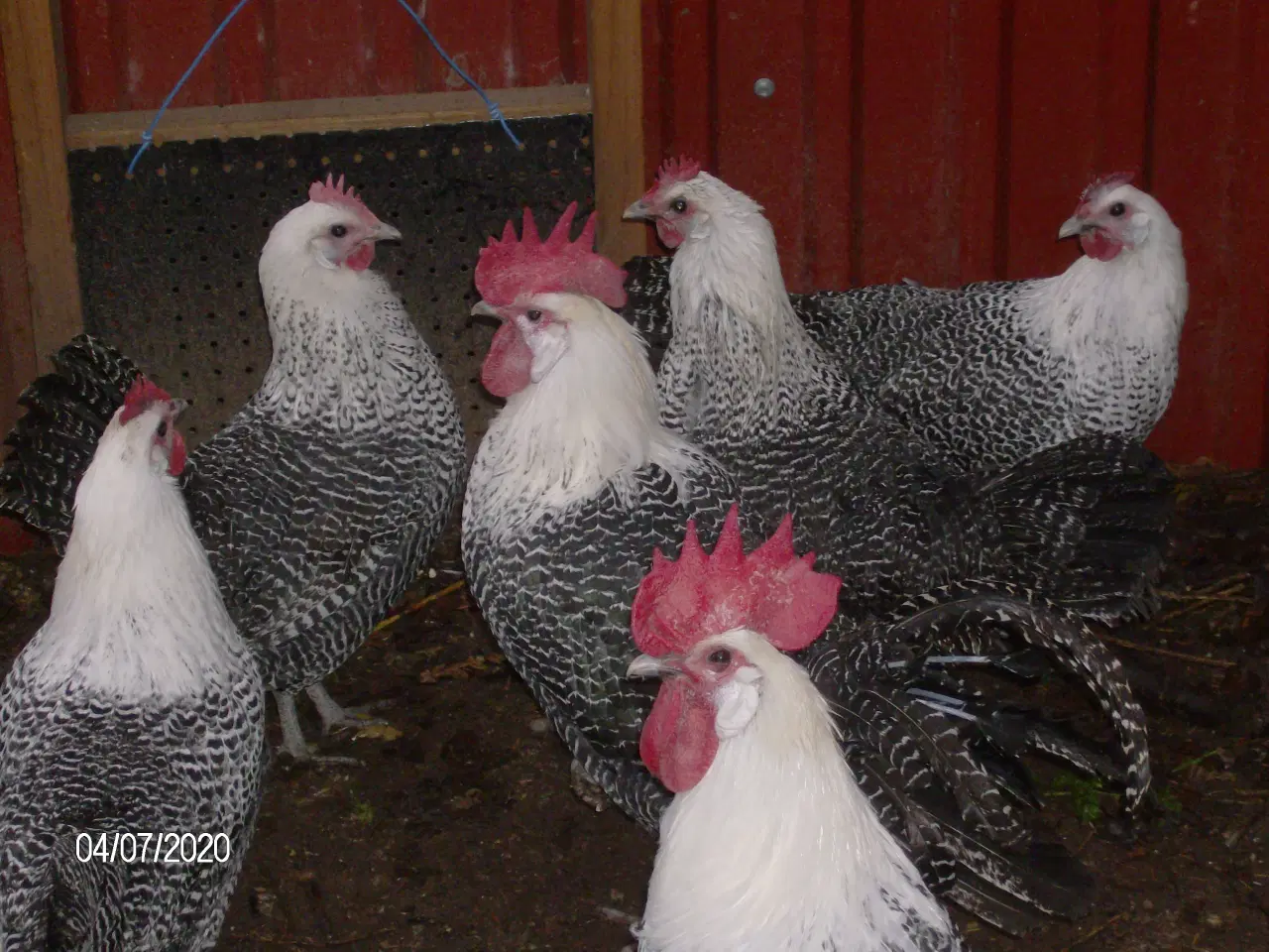 Billede 2 - høns sølv campiner