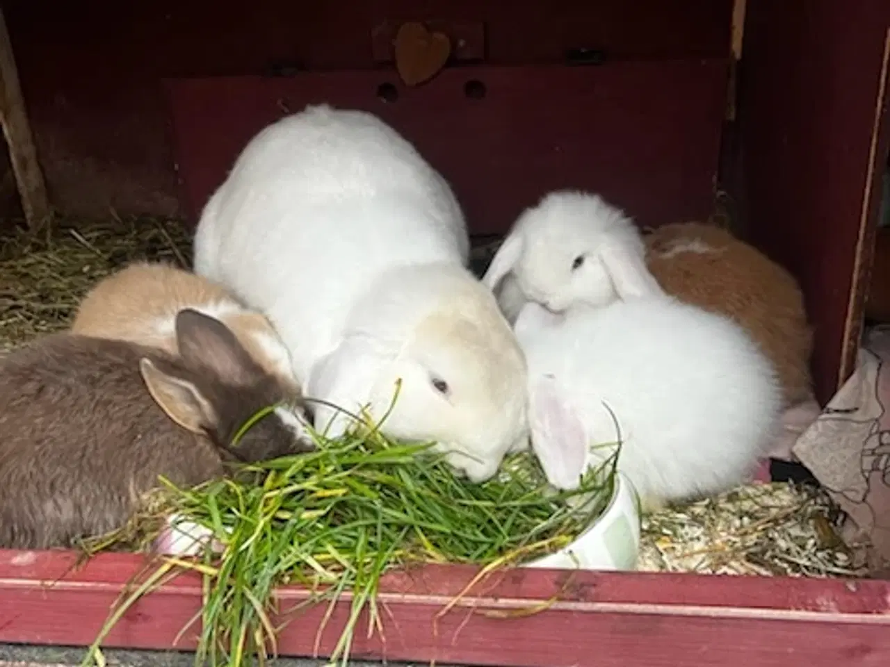Billede 2 - Små søde kanin unger søger nyt hjem