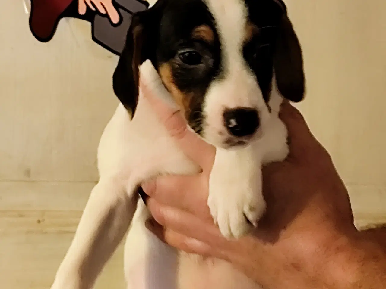 Billede 5 - dansk svenskgårdhunde hvalpe