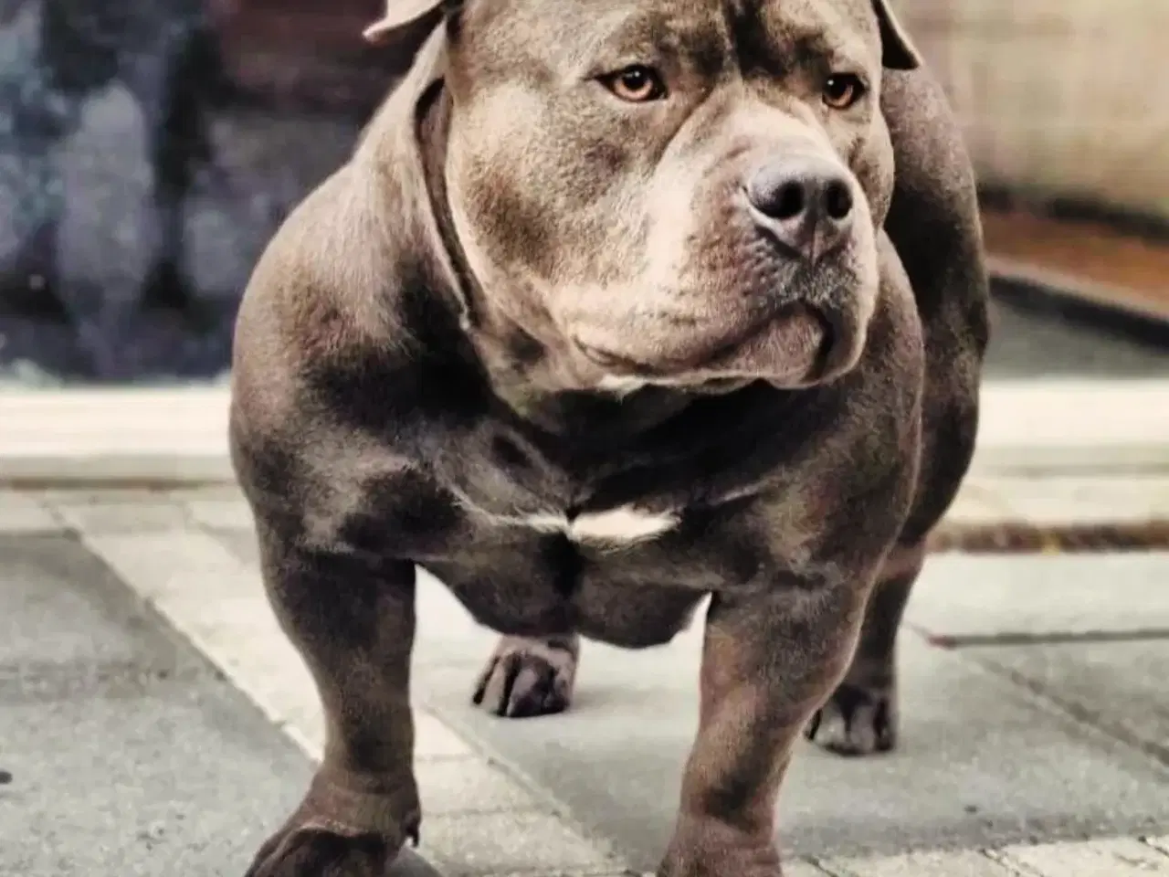 Billede 4 - American bully hvalp