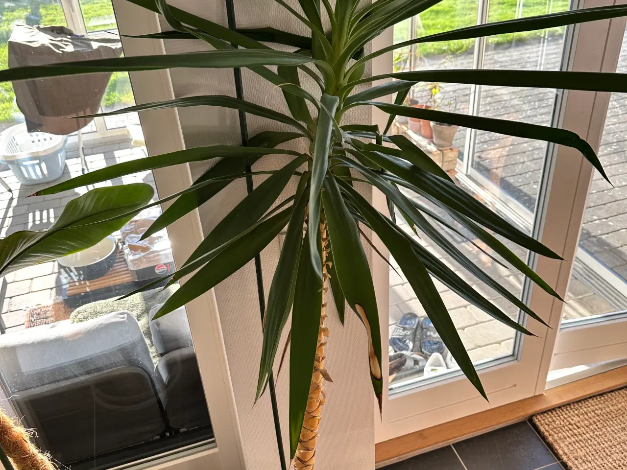 Billede 3 - Yucca plante 2 meter høj