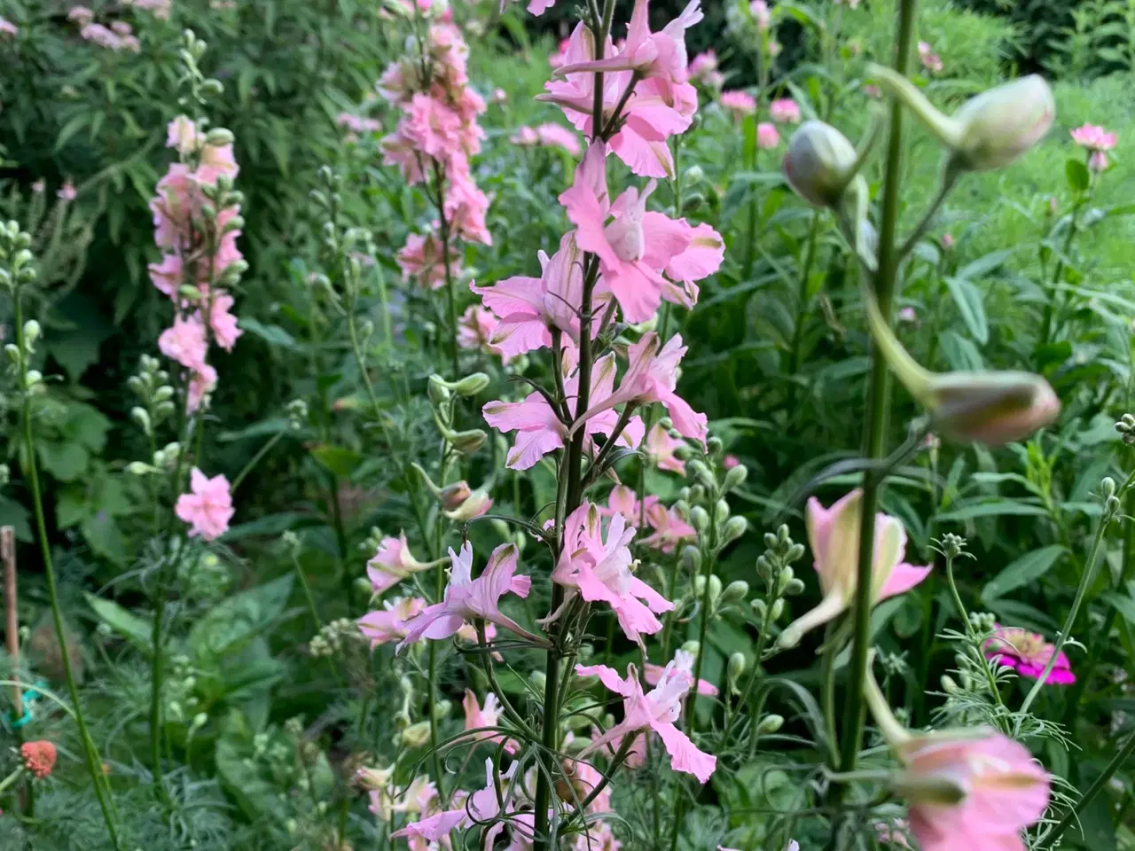 Billede 2 - Sommerblomst frø:  Delphinium consolida 